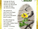 Einsame Blume - Hedi Bode - Motiv L&ouml;wenzahn
