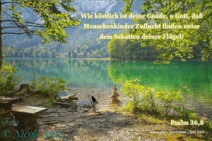 Psalm 36,8 - Wie k&ouml;stlich ist deine Gnade, o Gott, da&szlig; Menschenkinder Zuflucht finden unter dem Schatten deiner Fl&uuml;gel!