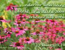 Psalm 139,14 b - Wunderbar sind deine Werke, und meine Seele erkennt das wohl!